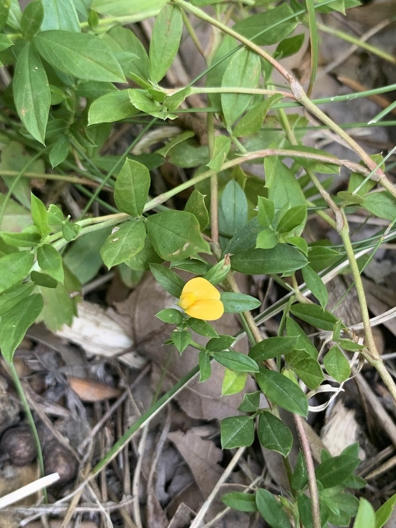 Sidebeak Pencilflower photo 5