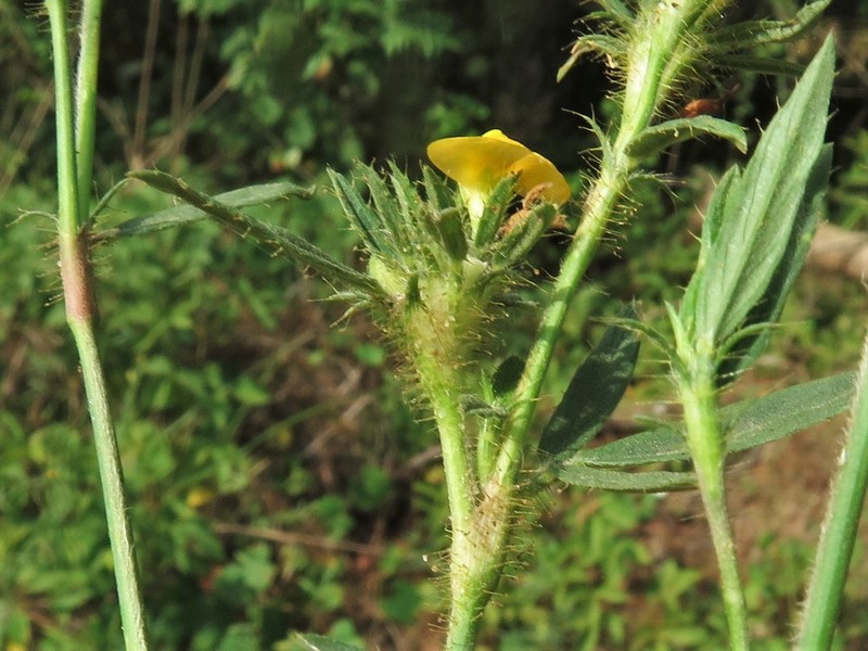 Sidebeak Pencilflower photo 6