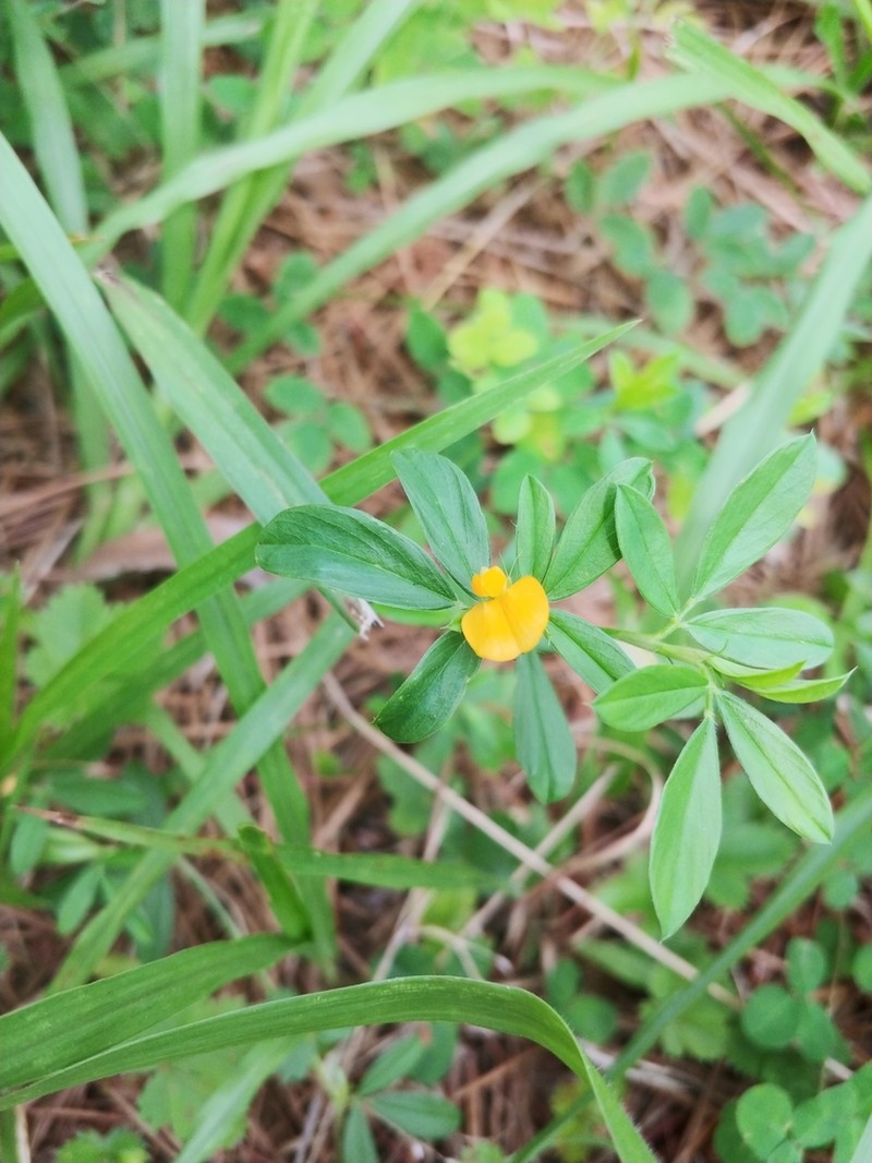 Sidebeak Pencilflower photo 7