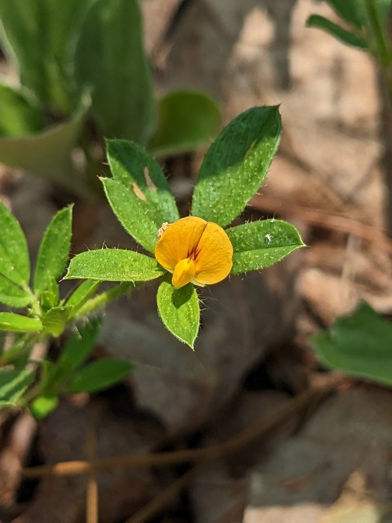 Sidebeak Pencilflower photo 8