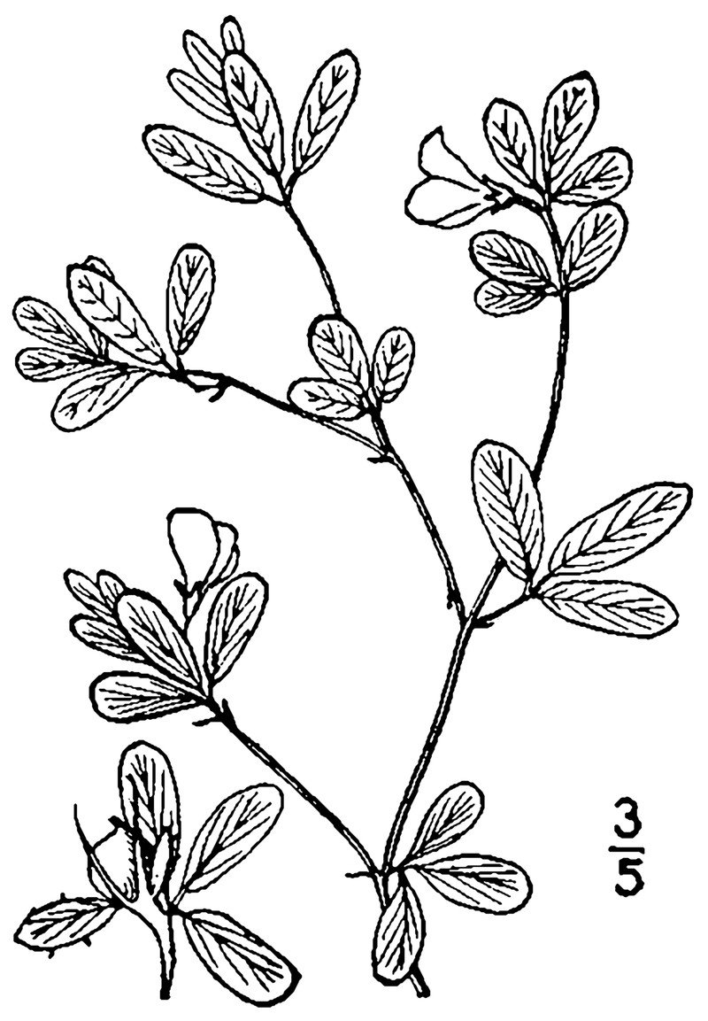 Sidebeak Pencilflower photo 3