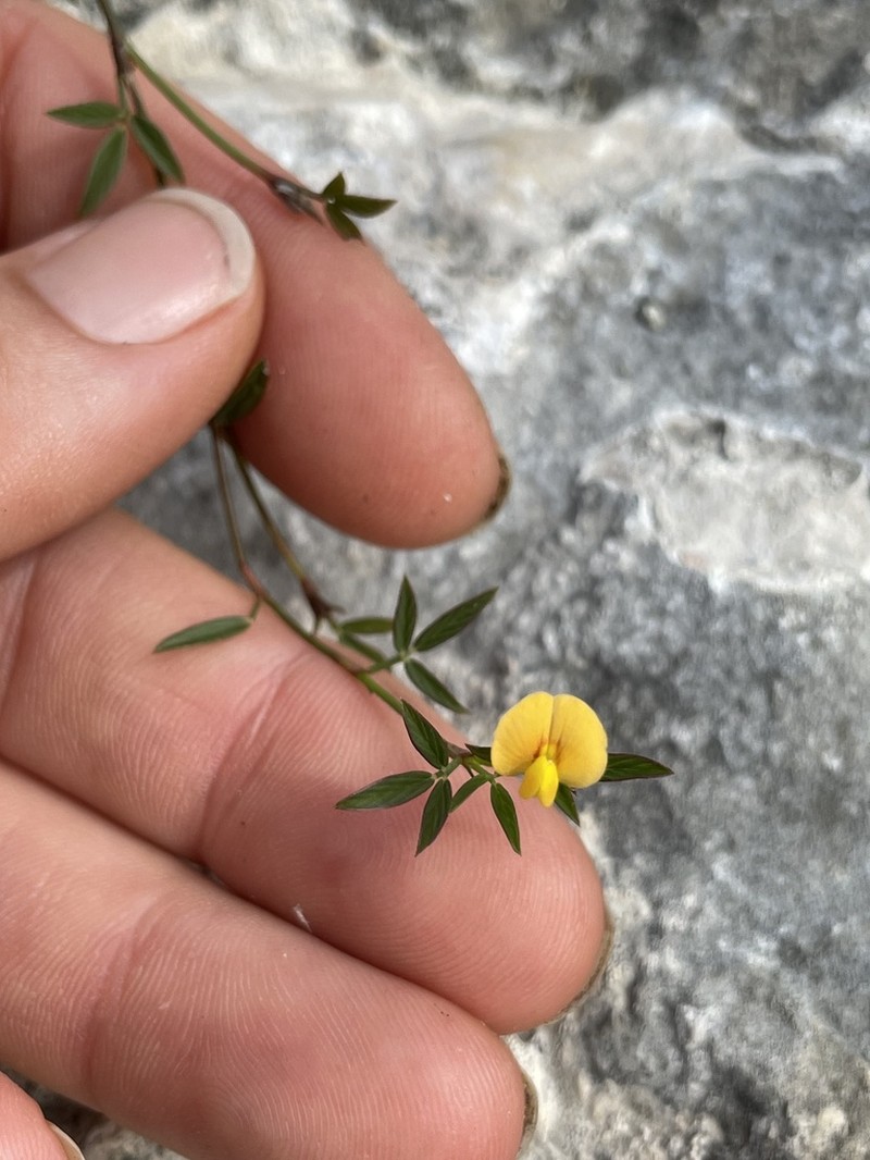 Everglade Key Pencilflower