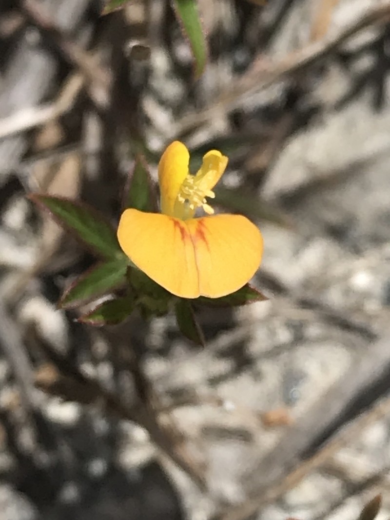 Everglade Key Pencilflower photo 2
