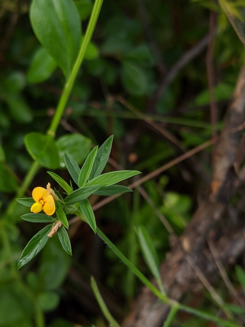 Everglade Key Pencilflower photo 3