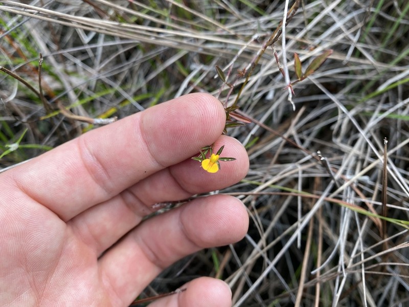 Everglade Key Pencilflower photo 4