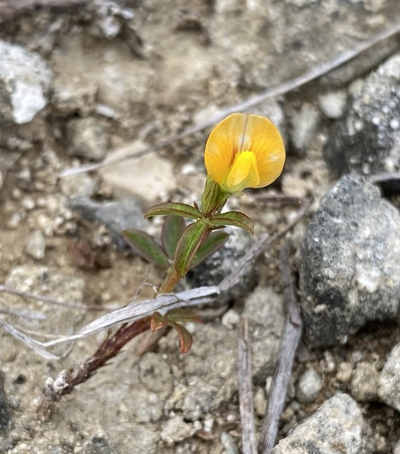 Everglade Key Pencilflower photo 5