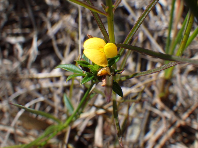 Everglade Key Pencilflower photo 6