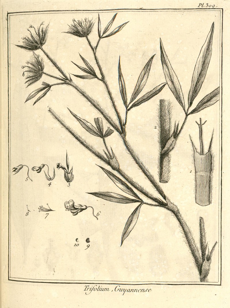 Stylosanthes guianensis photo 5