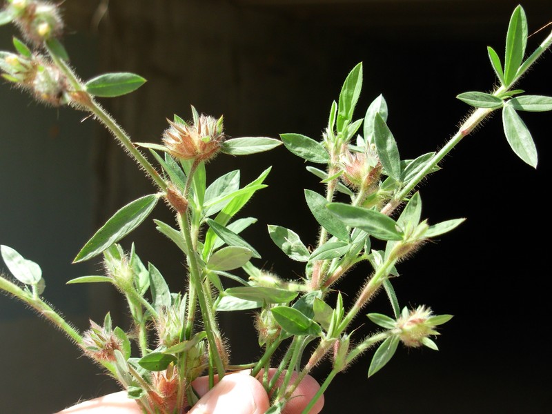 Stylosanthes guianensis photo 2