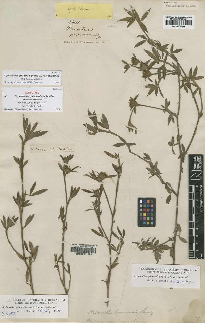 Stylosanthes guianensis photo 3