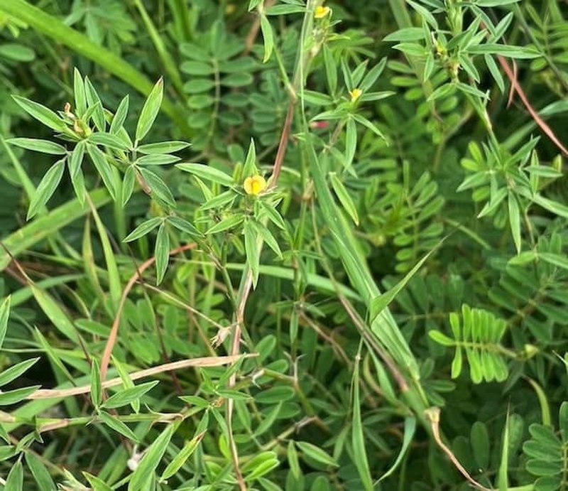 Stylosanthes guianensis photo 6