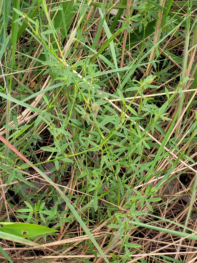 Stylosanthes guianensis subsp. guianensis