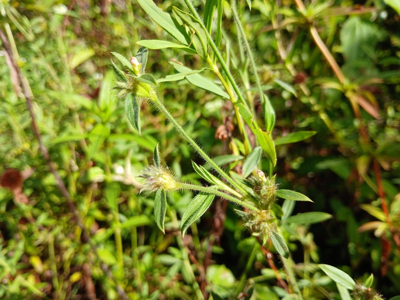 Stylosanthes guianensis subsp. guianensis photo 2