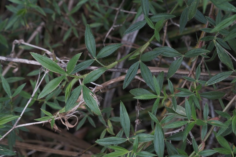 Stylosanthes guianensis subsp. guianensis photo 4