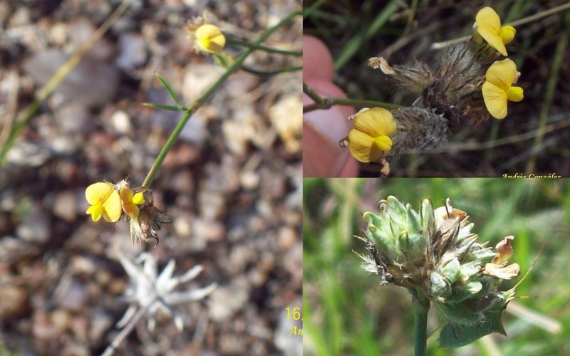 Stylosanthes montevidensis