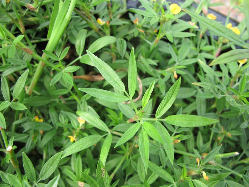 Stylosanthes sundaica