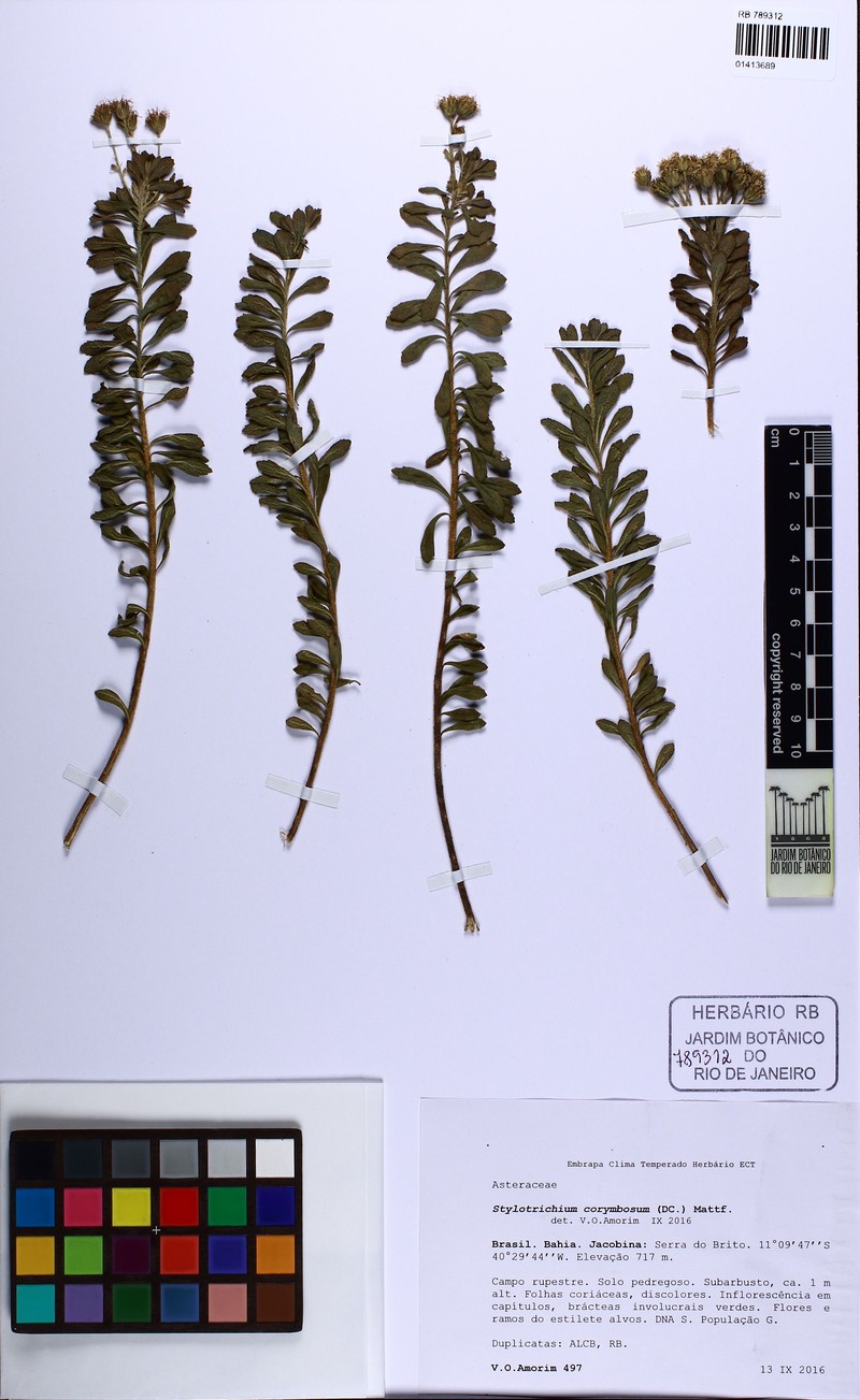 Stylotrichium corymbosum
