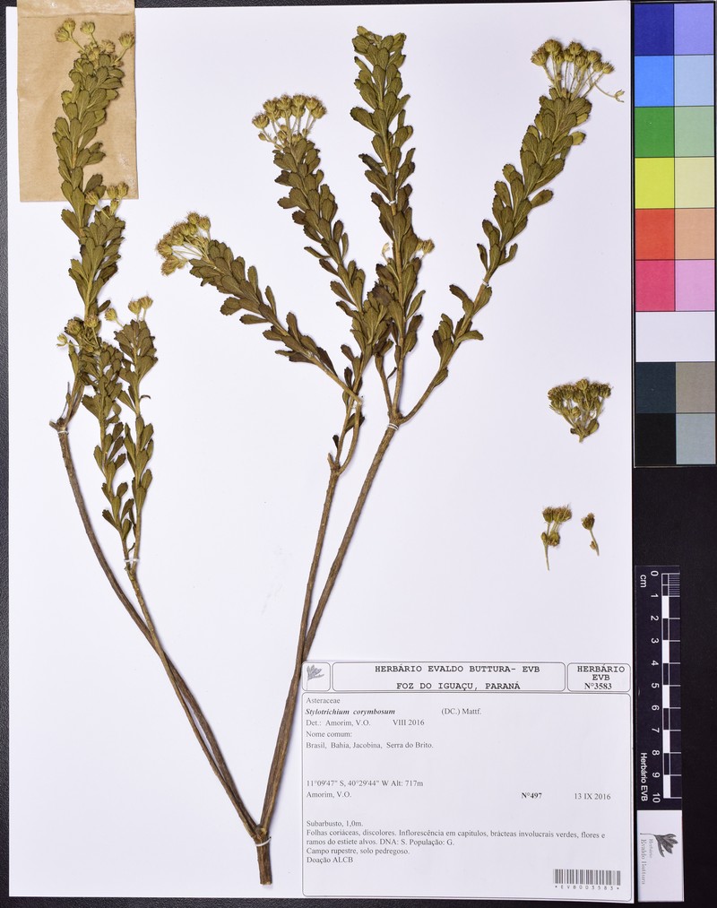 Stylotrichium corymbosum photo 2