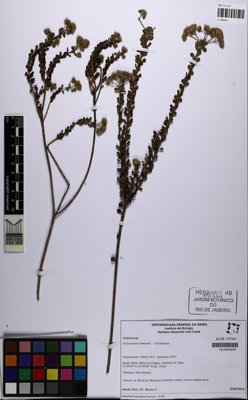 Stylotrichium edmundoi photo 2