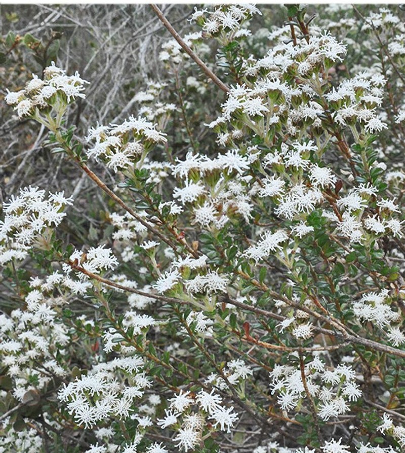 Stylotrichium edmundoi