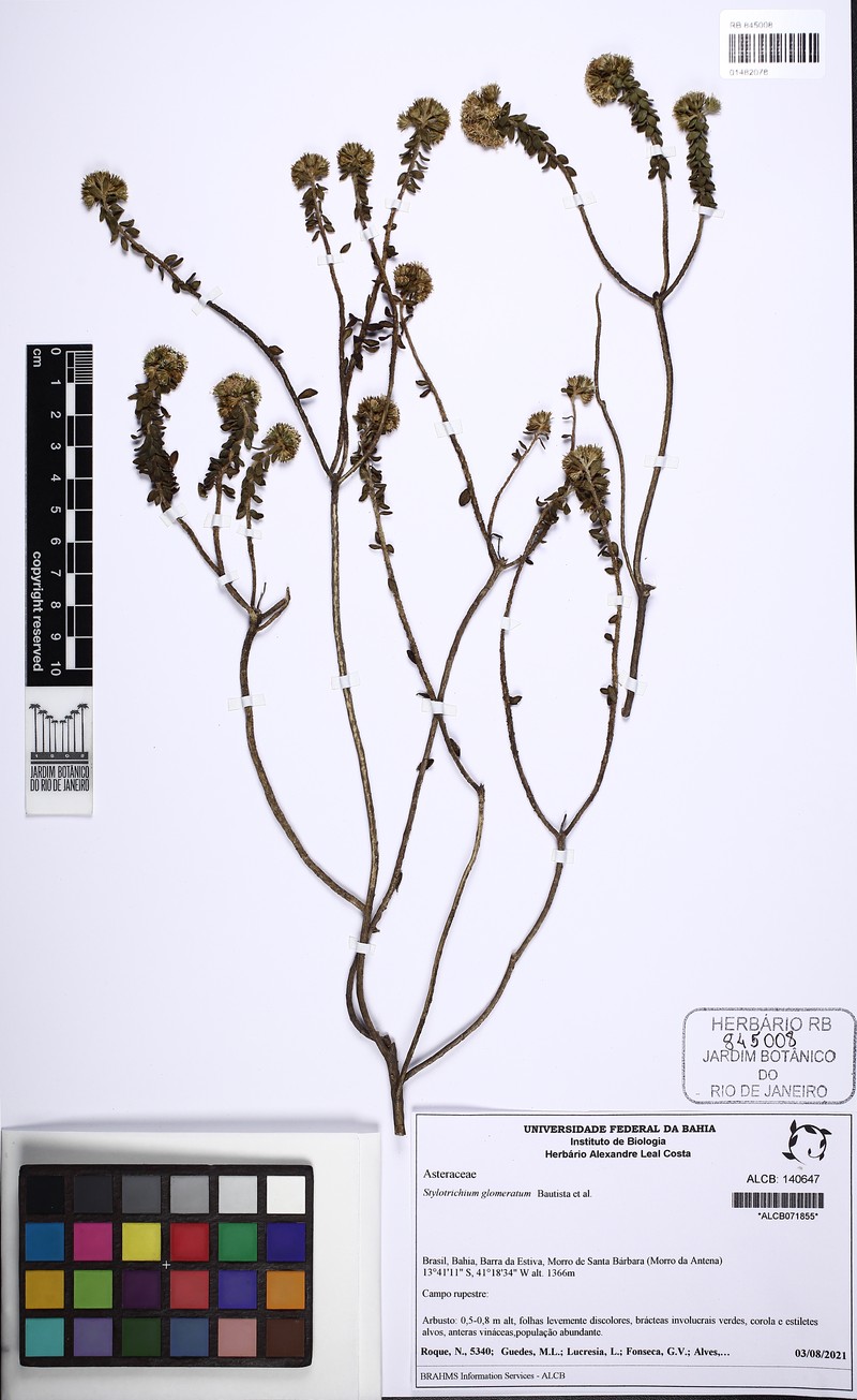 Stylotrichium glomeratum