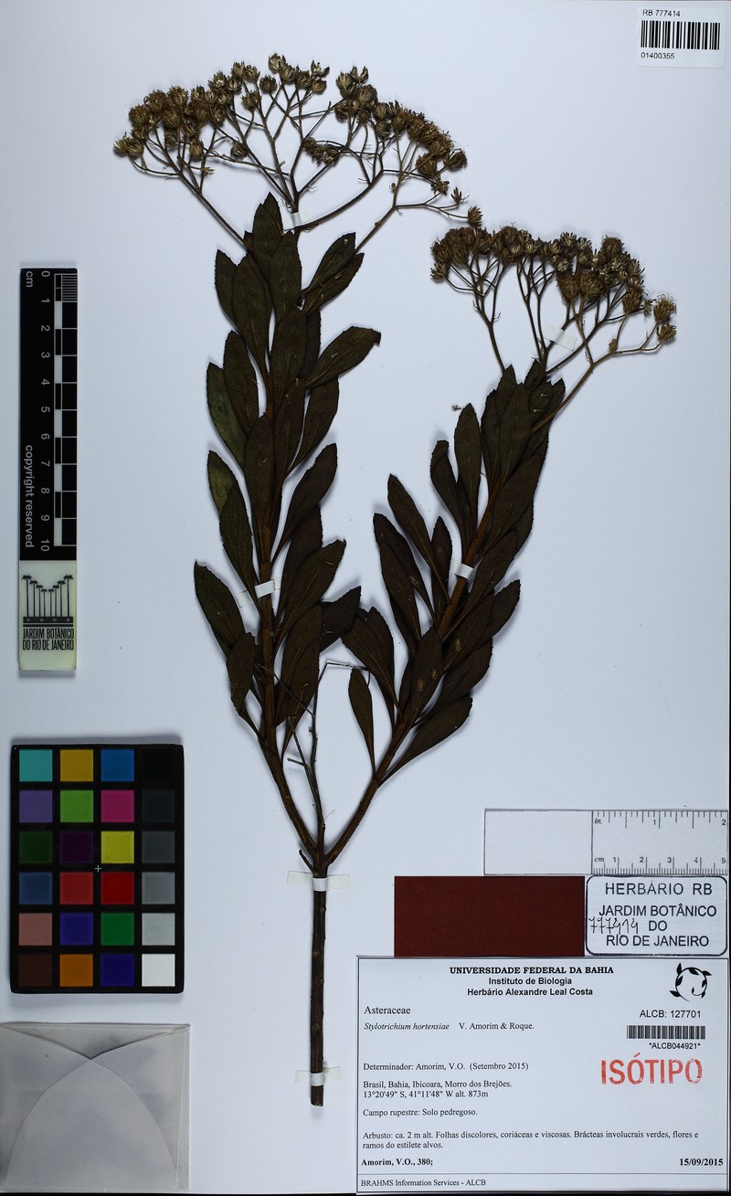 Stylotrichium hortensiae