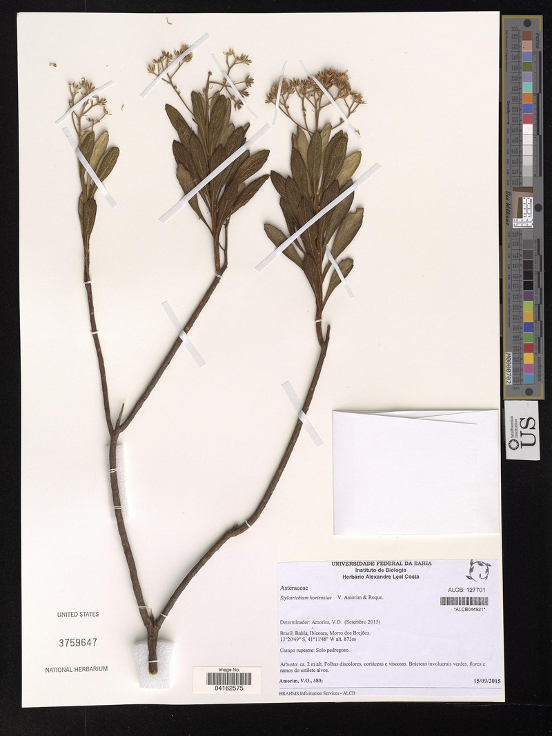 Stylotrichium hortensiae photo 2