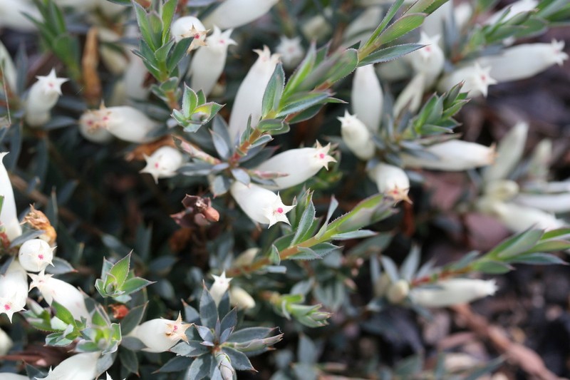 Styphelia acervata