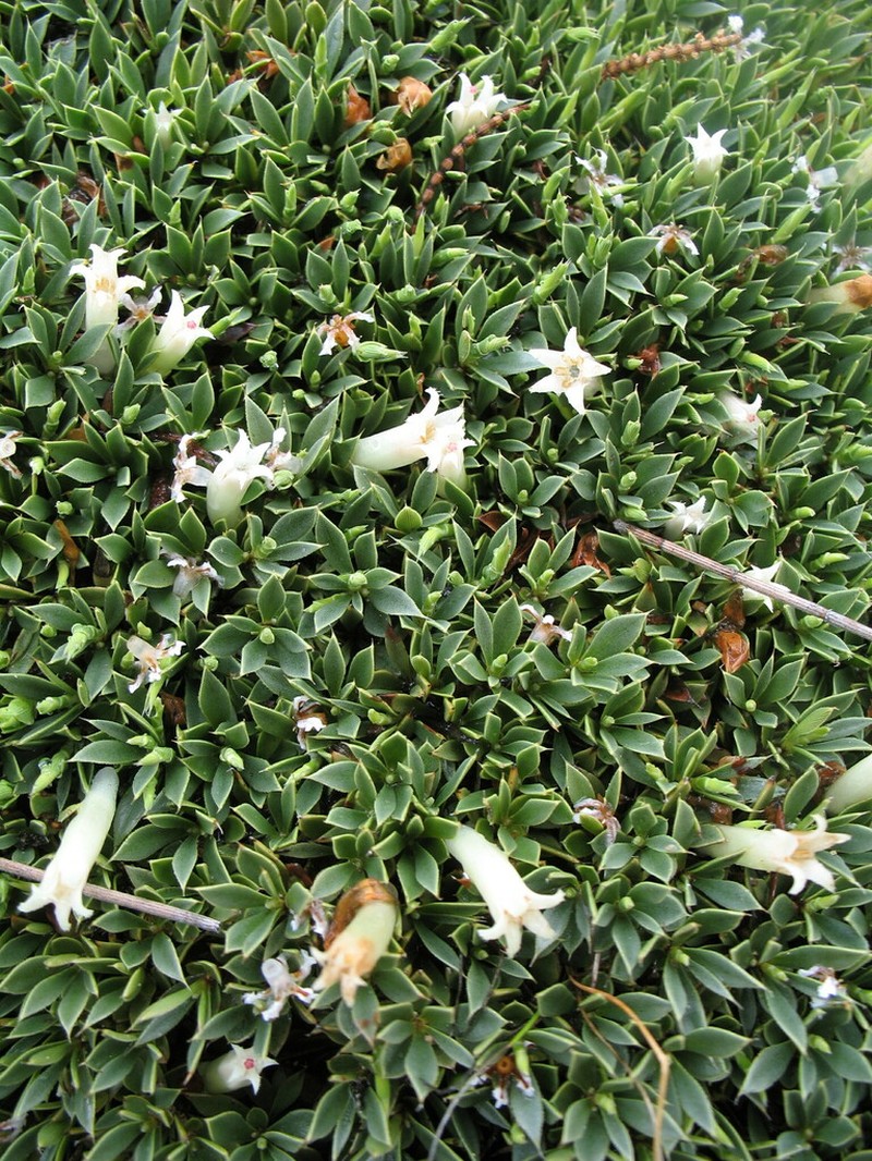 Styphelia acervata photo 2