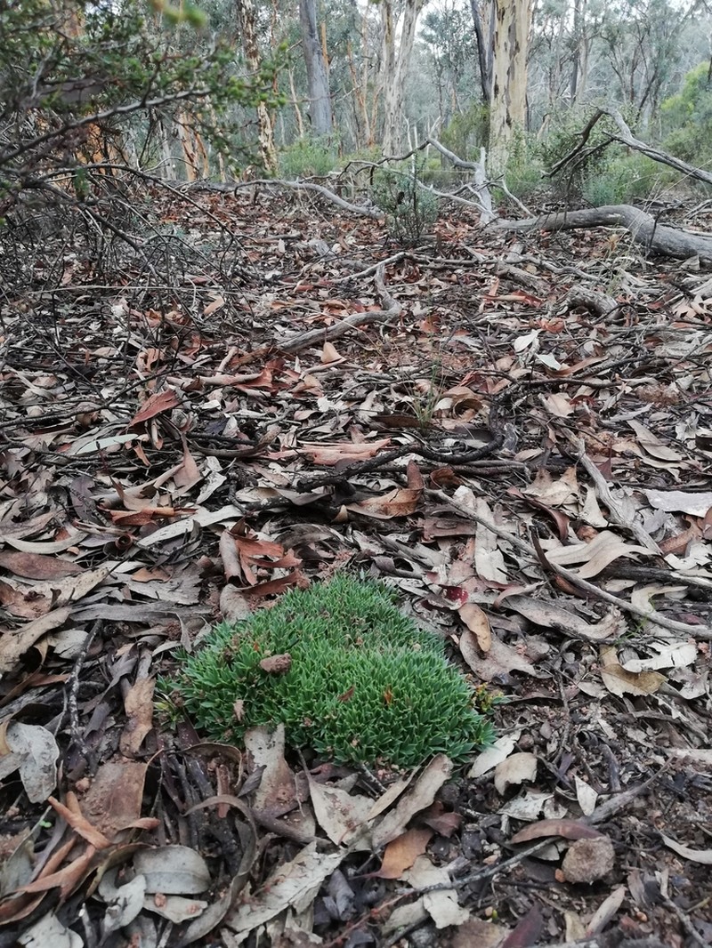 Styphelia acervata photo 4