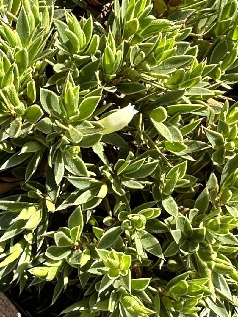Styphelia acervata photo 5