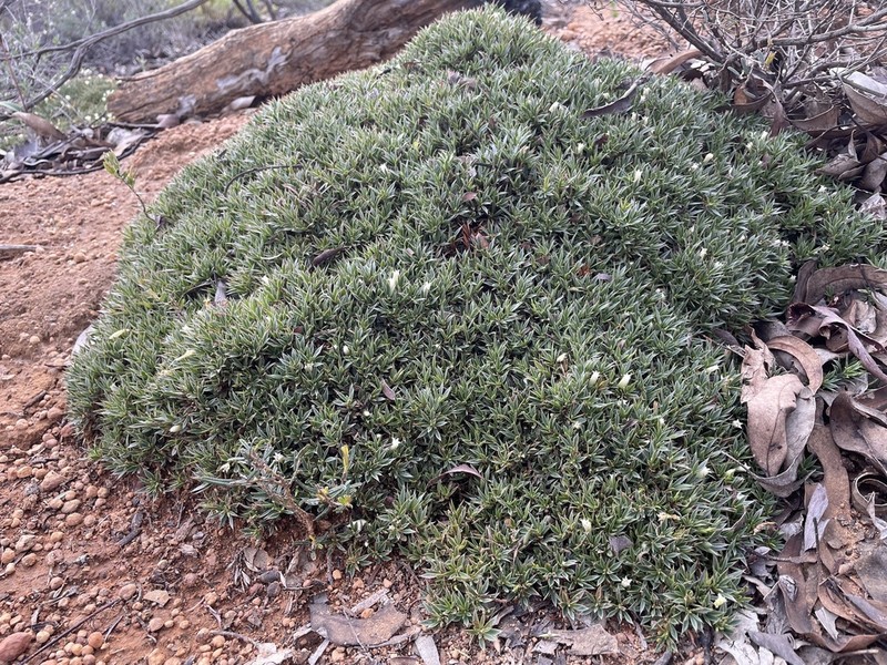 Styphelia acervata photo 6