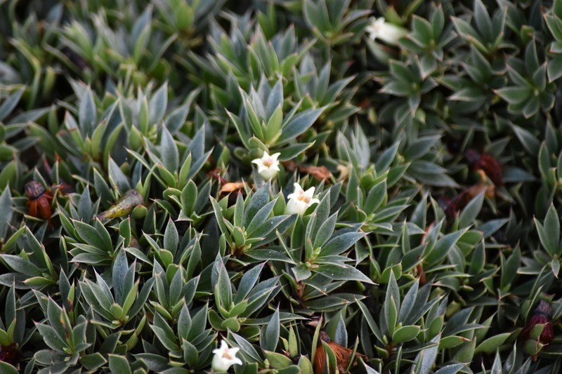 Styphelia acervata photo 7