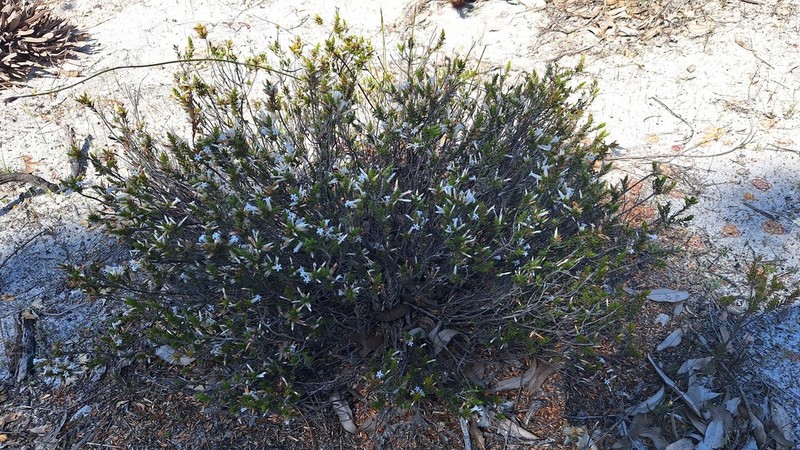 Styphelia angustiflora