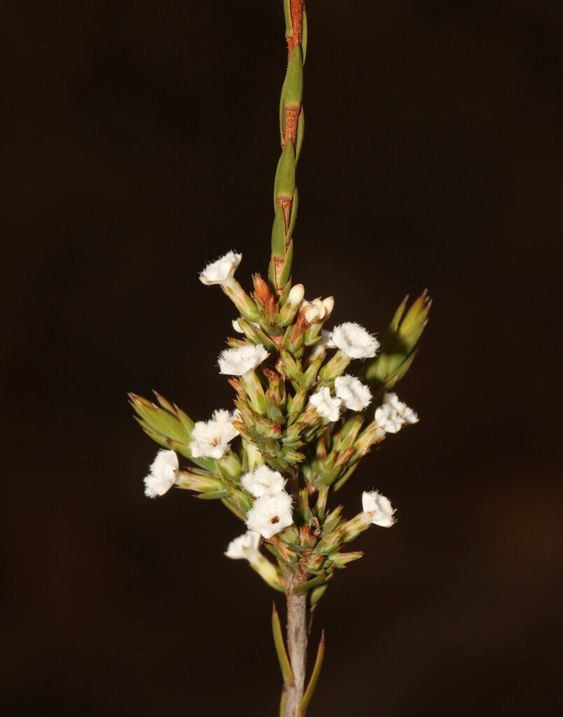 Styphelia annulata