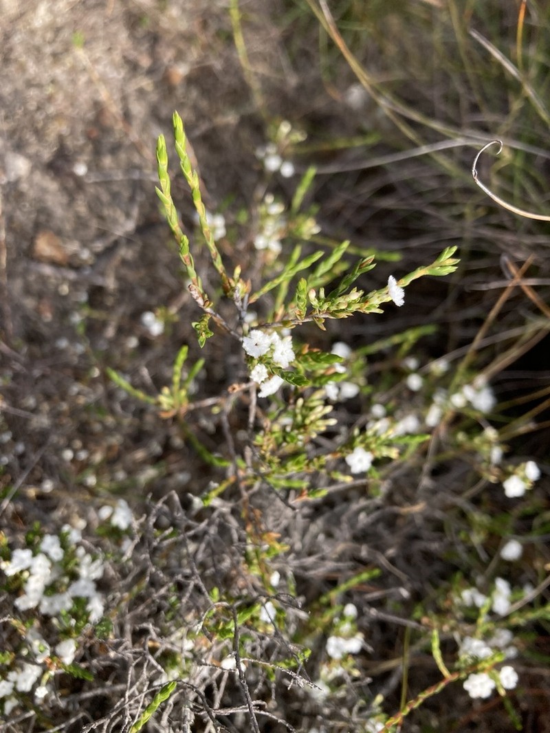 Styphelia annulata photo 2