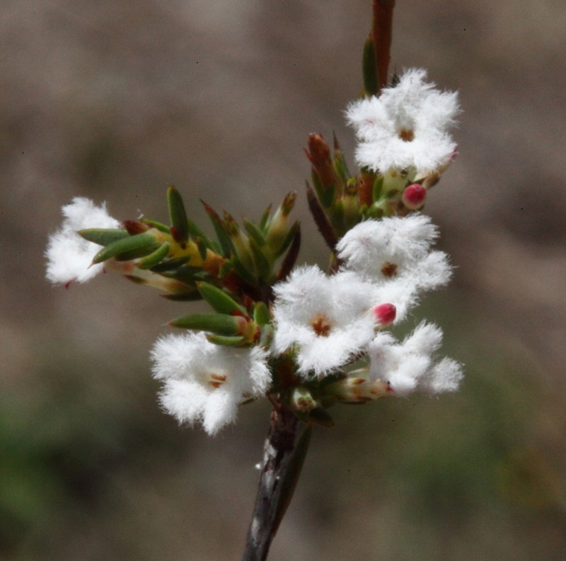 Styphelia annulata photo 3