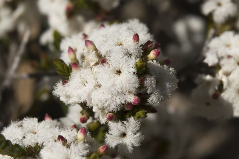 Styphelia annulata photo 4
