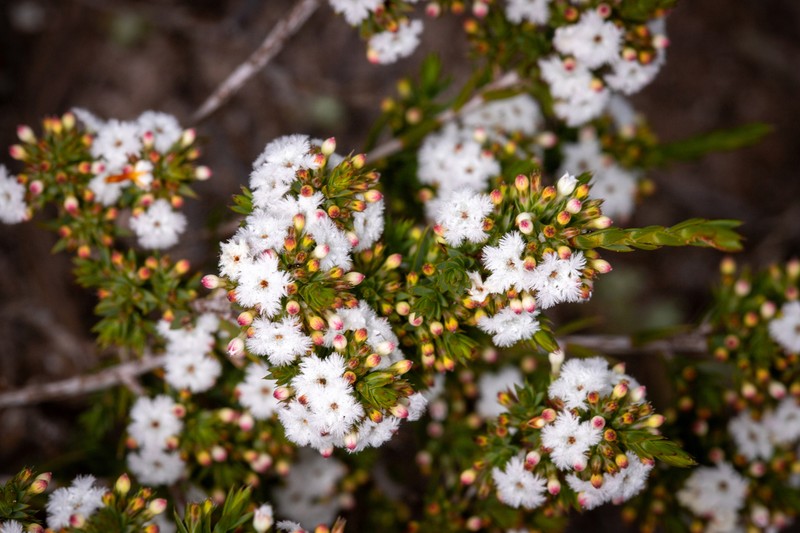 Styphelia annulata photo 5