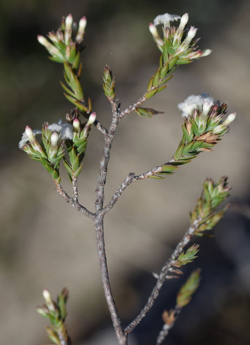 Styphelia annulata photo 6