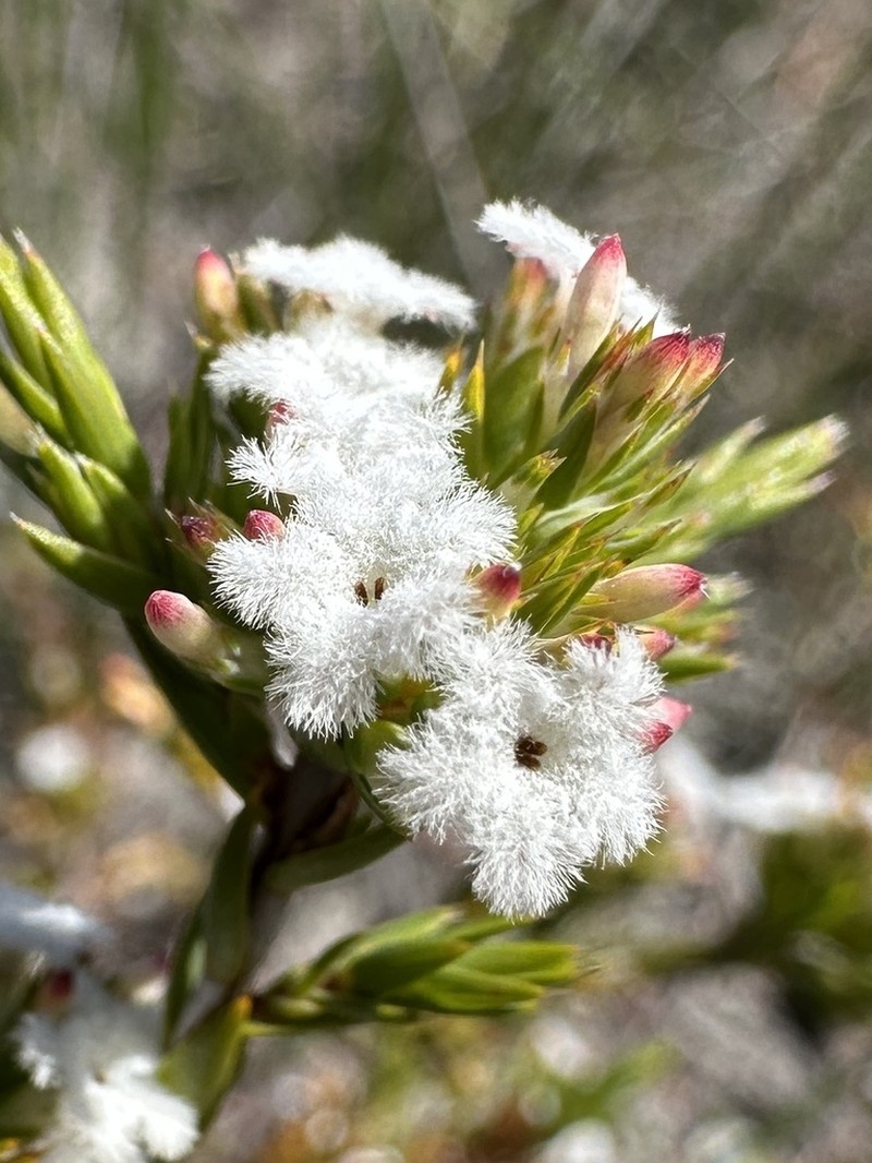 Styphelia annulata photo 7