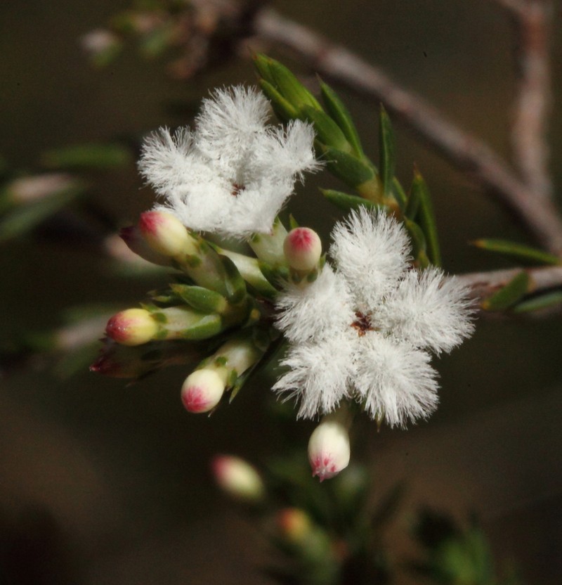 Styphelia annulata photo 8