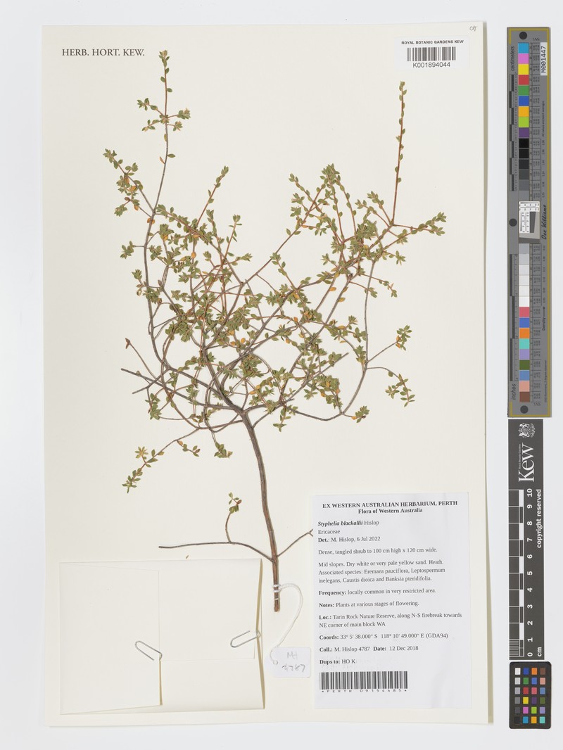 Styphelia blackallii