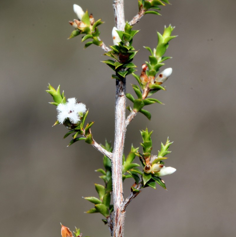 Styphelia blakei photo 2