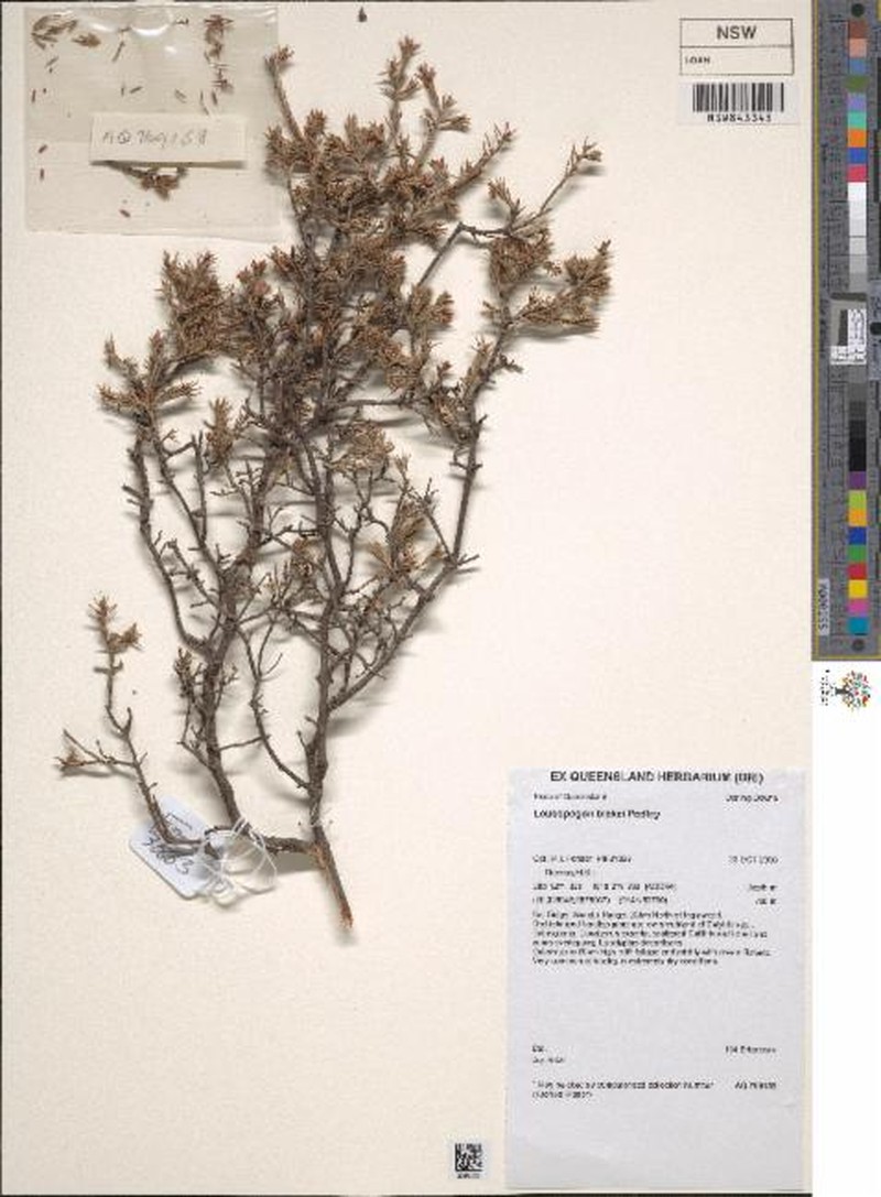 Styphelia blakei photo 3