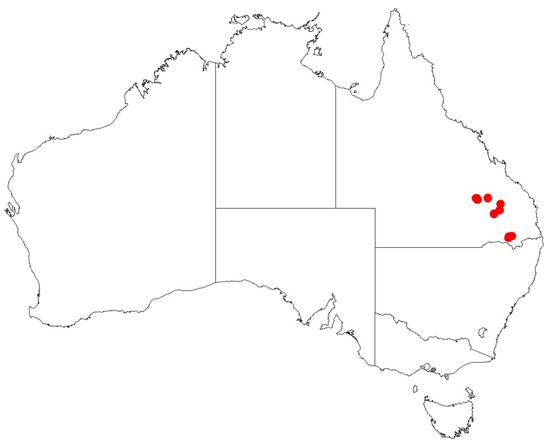 Styphelia blakei