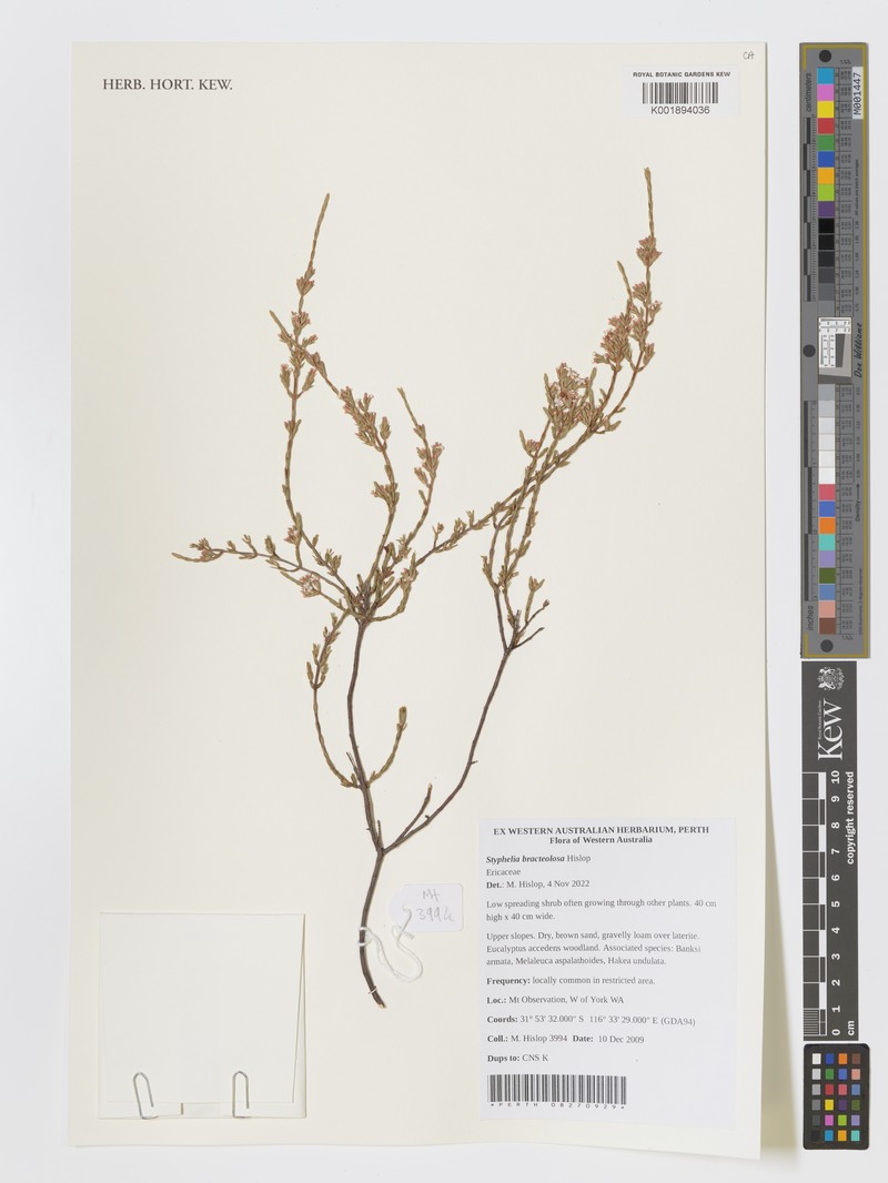 Styphelia bracteolosa