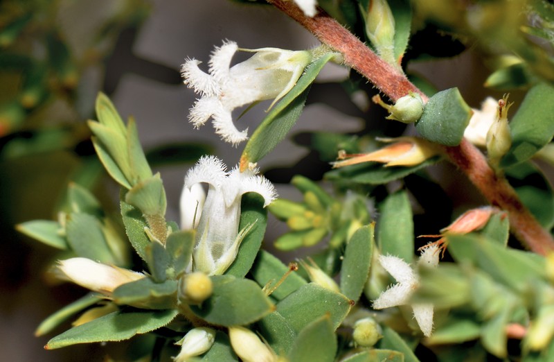 Styphelia capillaris