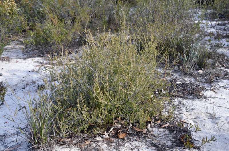 Styphelia capillaris photo 2