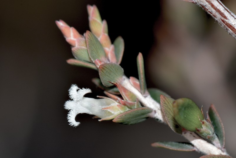 Styphelia capillaris photo 3